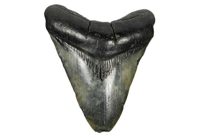 Fossil Megalodon Tooth - South Carolina #172237